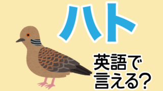 ハト 鳩 は英語で何て言う 英語の達人world