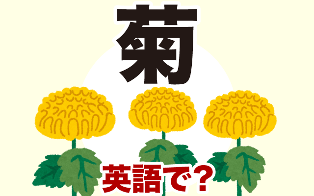 日本では紋章にも使われる【菊】は英語で何て言う？