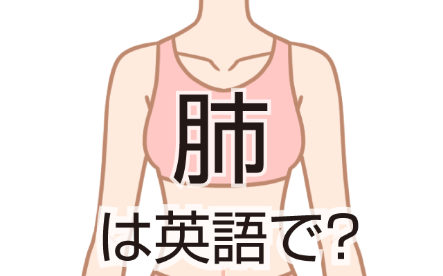 体の呼吸器官【肺】は英語で何て言う？