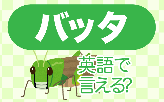 虫の【バッタ】は英語で何て言う？