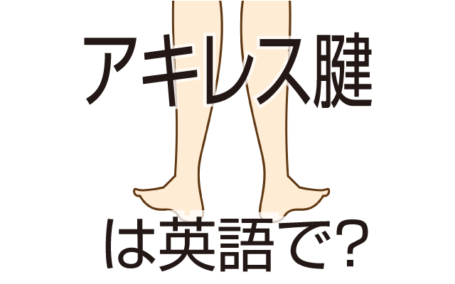 足にある【アキレス腱】は英語で何て言う？