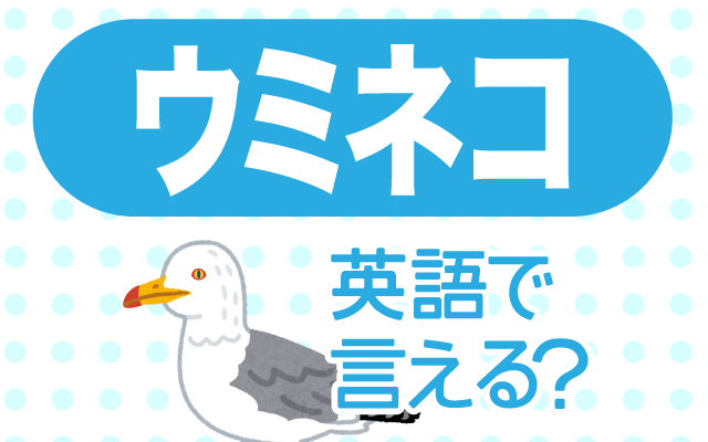 海にいる鳥【ウミネコ】は英語で何て言う？