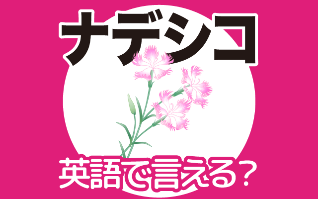 秋の花【ナデシコ】は英語で何て言う？