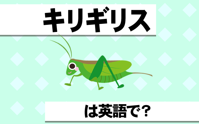 昆虫【キリギリス】は英語で何て言う？