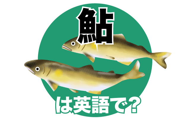 初夏の川魚【鮎（あゆ）】は英語で何て言う？