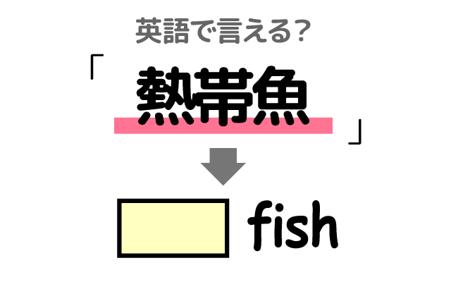 魚の【熱帯魚】は英語で何て言う？