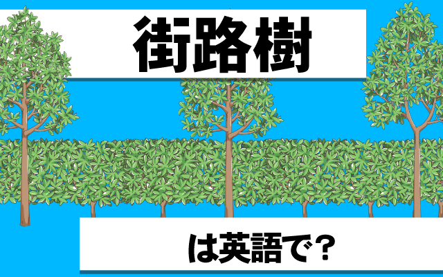 道端の【街路樹】は英語で何て言う？