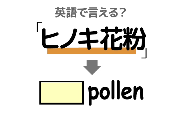 花粉症の【ヒノキ花粉】は英語で何て言う？